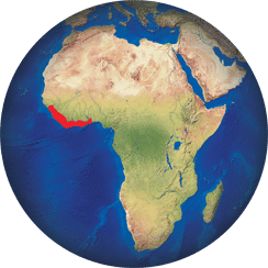 Escurçó del Gabon occidental