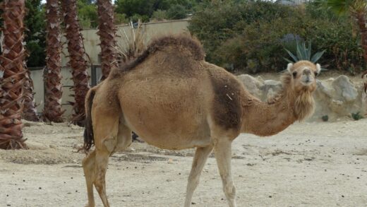 Dromadaire