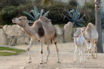 Sultan, premier bébé de l&#8217;année 2019