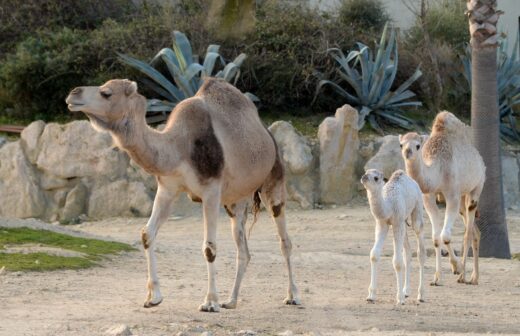 Sultan,&#x20;premier&#x20;b&#x00E9;b&#x00E9;&#x20;de&#x20;l&amp;&#x23;8217&#x3B;ann&#x00E9;e&#x20;2019