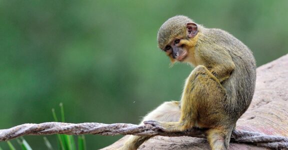 Talapoin du Gabon