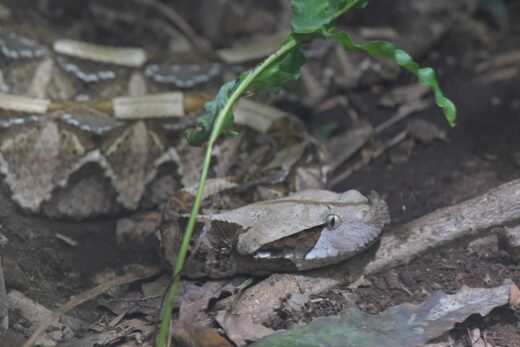 Western African Gabon viper