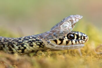 A Sigean, devenez mordu de serpents !