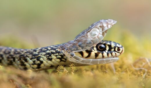 A&#x20;Sigean,&#x20;devenez&#x20;mordu&#x20;de&#x20;serpents&#x20;&#x21;