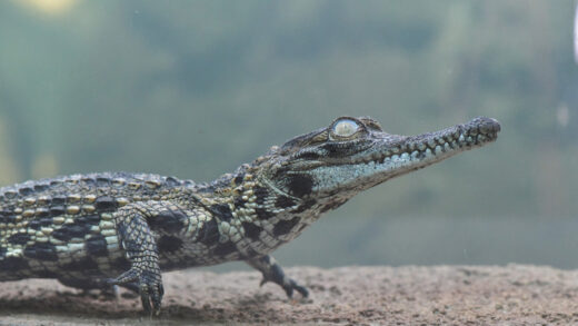 Faux-gavial d&#8217;Afrique de l&#8217;Ouest