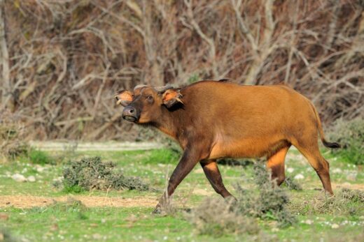 Buffle de forêt