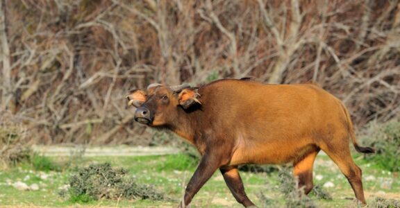 Buffle de forêt