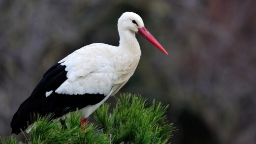 Cigogne blanche