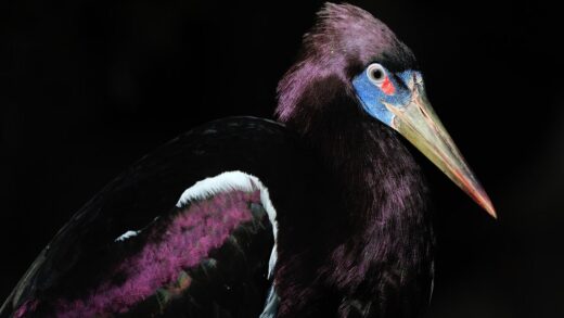 Cigogne d’Abdim
