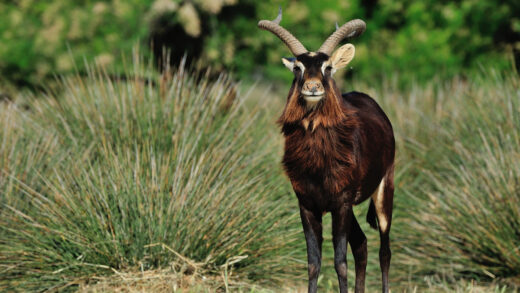 Nile lechwe