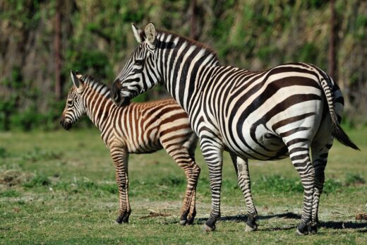 Zebra&#x20;comuna