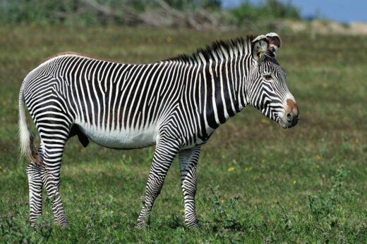 Zebra de Grévy