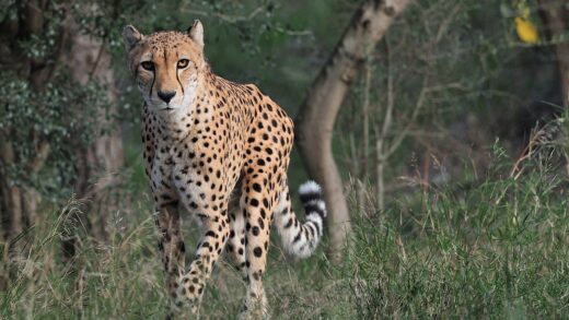 Cheetah