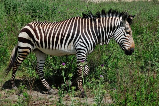 1 Mountains zebra
