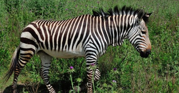 Zebra de muntanya