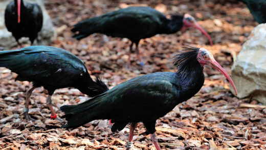 Northern bald ibis