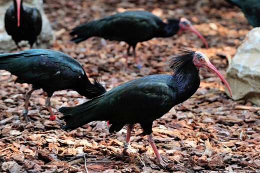 Ibis chauve