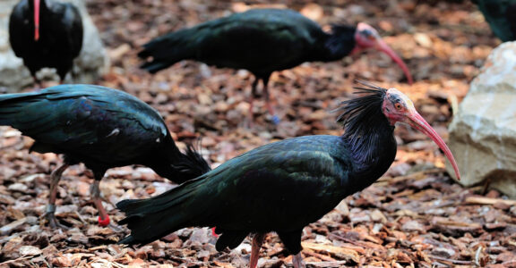 Northern bald ibis