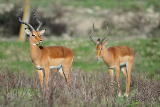 Impala