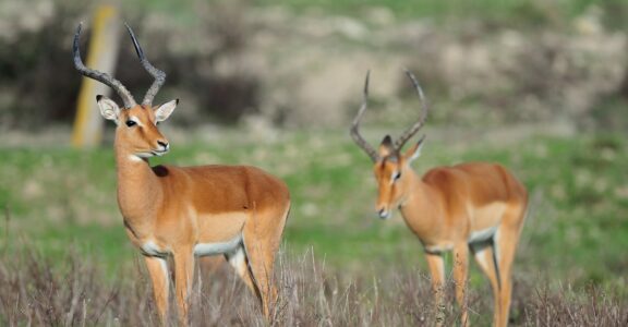 Impala