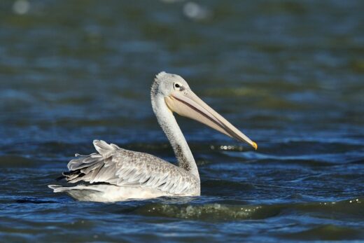 Pink-backed&#x20;pelican