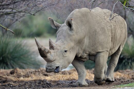 Rinoceronte&#x20;blanco