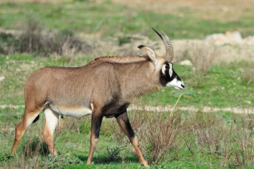 Antilope rouanne
