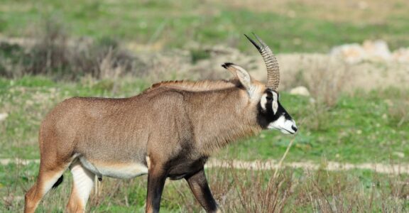 Roan antelope