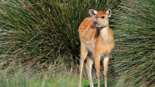 Sitatunga