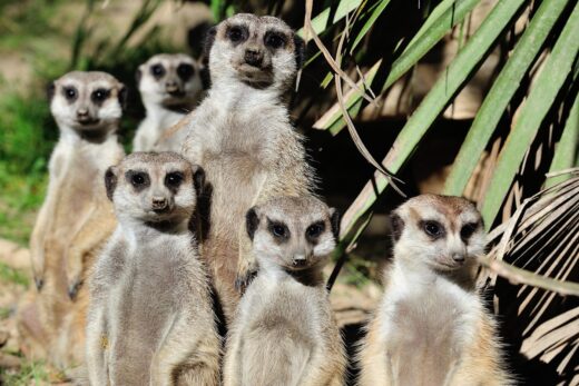 Suricate