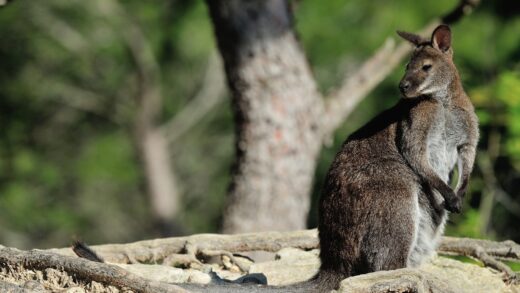 Wallaby de Bennett