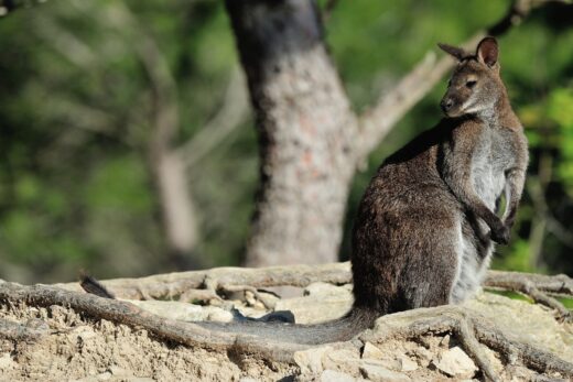 Red&#x20;necked&#x20;wallaby