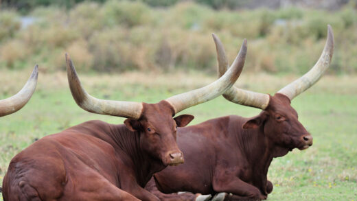 Watusi