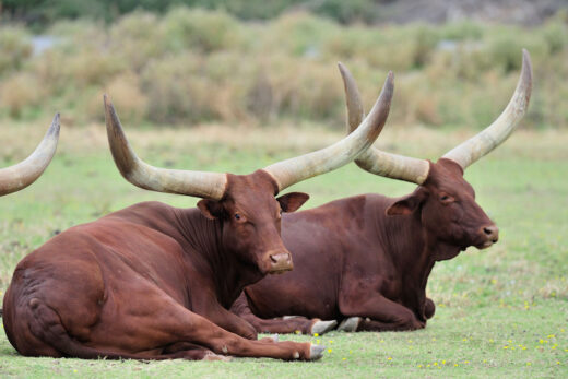 Watusi