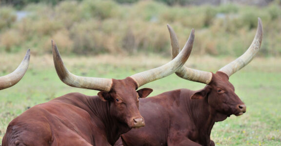 Watusi