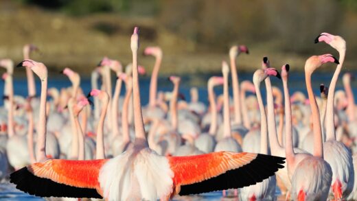 Greater flamingo