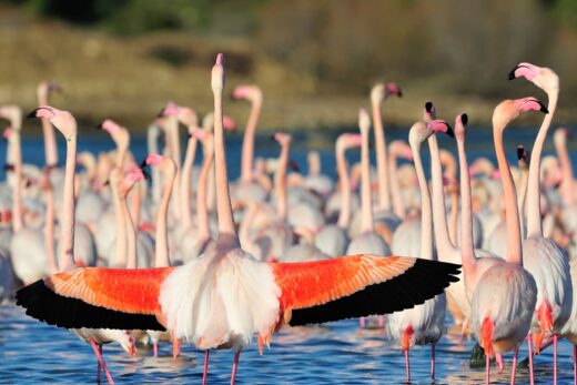 Greater&#x20;flamingo