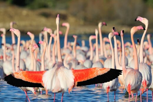 Flamant rose