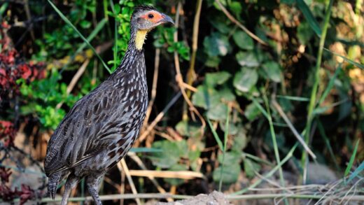 Yellow-necked spurfowl