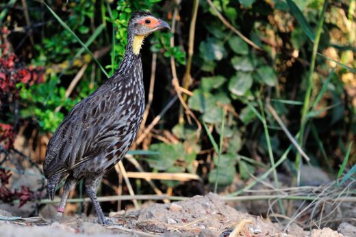 Yellow-necked spurfowl
