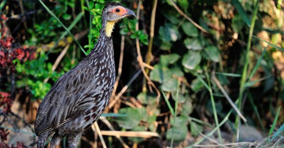 Yellow-necked spurfowl
