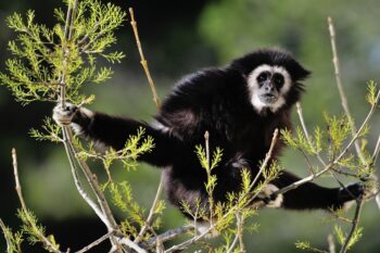 Samedi 24 juin 2017, 1ère JOURNÉE MONDIALE DES GRANDS SINGES