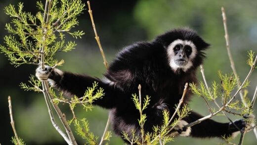 Gibbon à mains blanches