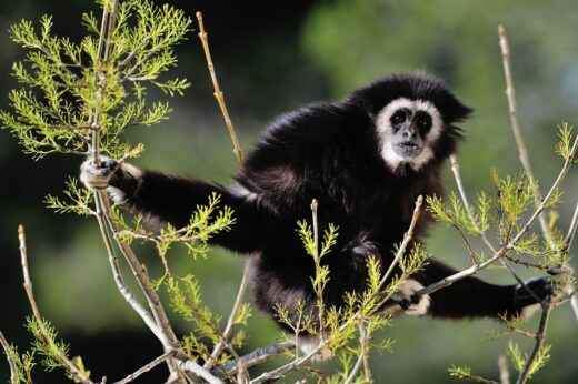 Samedi&#x20;24&#x20;juin&#x20;2017,&#x20;1&#x00E8;re&#x20;JOURN&#x00C9;E&#x20;MONDIALE&#x20;DES&#x20;GRANDS&#x20;SINGES