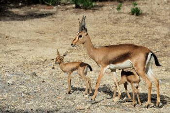 Ma belle gazelle&#8230;
