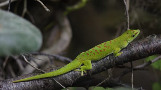 Geco gigante de Madagascar