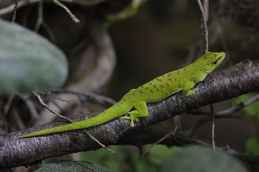 1 Gecko gegant de Madagascar