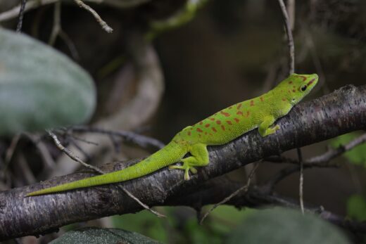 Gecko géant de Madagascar