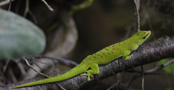 Gecko gegant de Madagascar