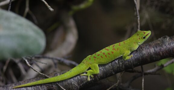 Geco gigante de Madagascar